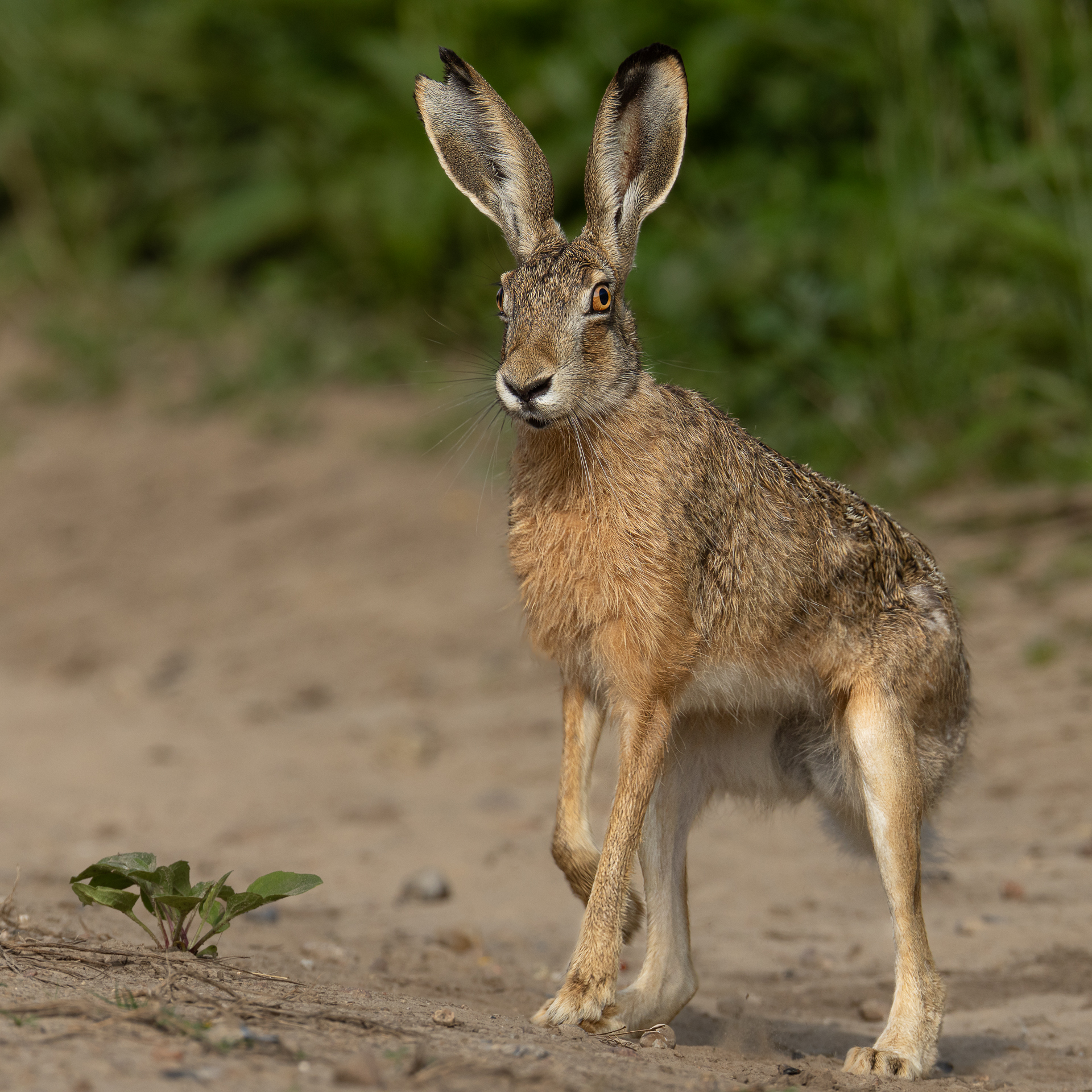 Der Feldhase, der Fuchs und ich