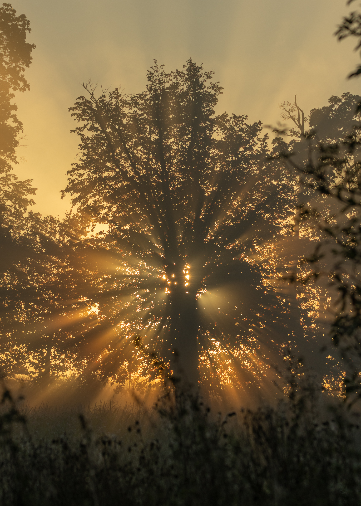 Der Fuchs im Nebel
