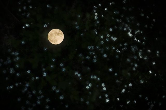 Doppelbelichtung mit Vollmond und Sternmierenblüten