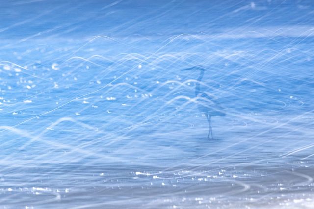 Seidenreiher im glitzernden Meer