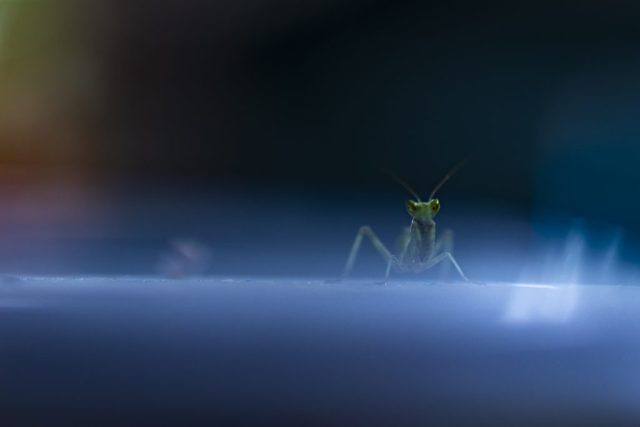 Gottesanbeterin im Lichtschimmer