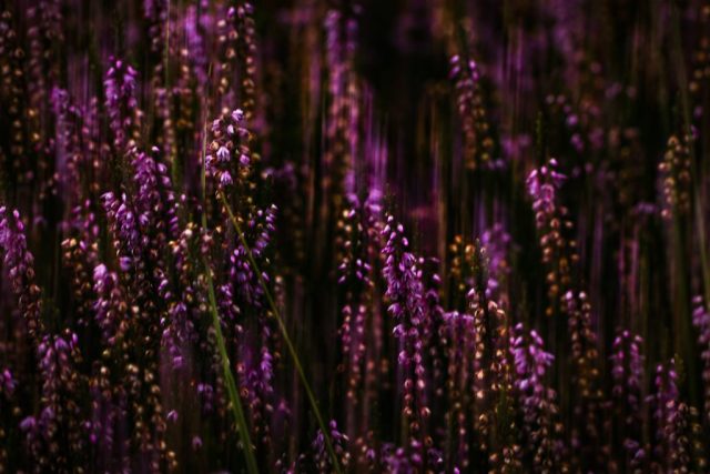 Heideblüte im Spätsommer, ICM