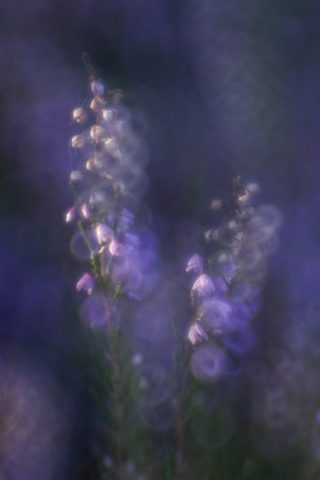 Heideblüte im Spätsommer Doppelbelichtung Bokeh