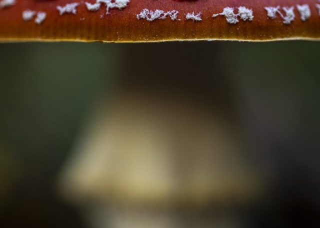 Detail der Hutkrempe eines Fliegenpilzes