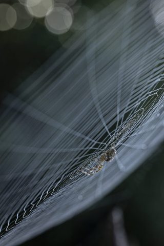 Perfektes Netz einer Kreuzspinne mit Tau überzogen