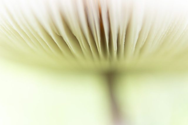 Parasol Pilz Lamellen Detail